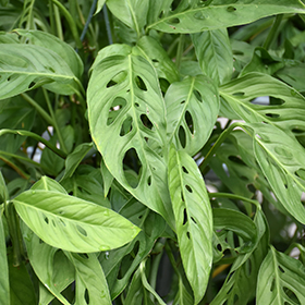 Plant Photo 9