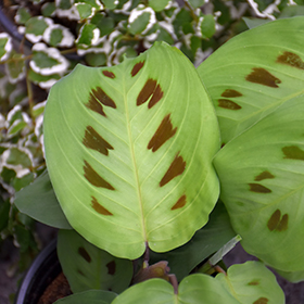 Plant Photo 5