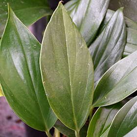 Plant Photo 9