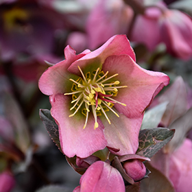 Plant Photo 2