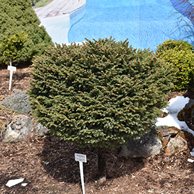 Plant Photo 2