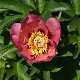 Plant Photo 3