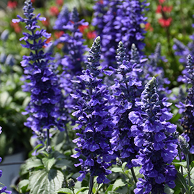 Plant Photo 3