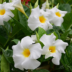 Plant Photo 1