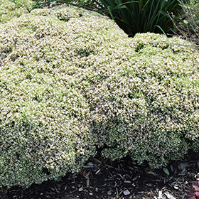Plant Photo 9