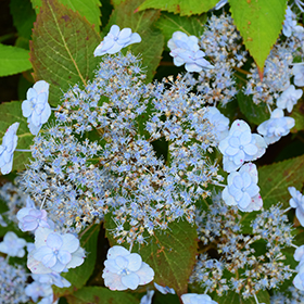 Plant Photo 1
