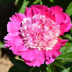 Plant Photo 1