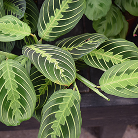 Plant Photo 6