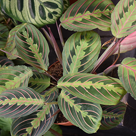 Plant Photo 7