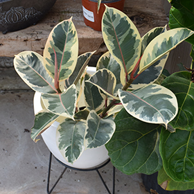 Plant Photo 8
