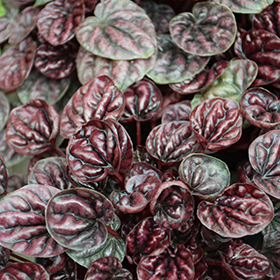 Plant Photo 9