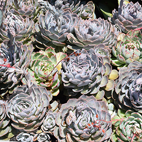 Plant Photo 1