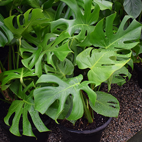 Plant Photo 10