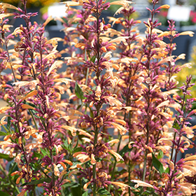 Plant Photo 3