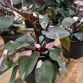 Plant Photo 3