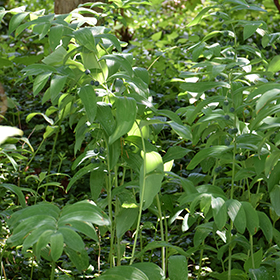 Plant Photo 3