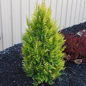 Plant Photo 6