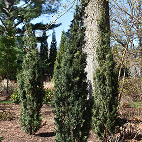 Plant Photo 6