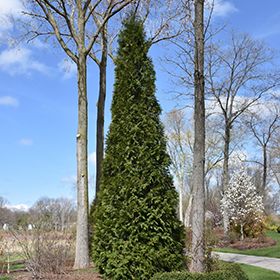 Plant Photo 8