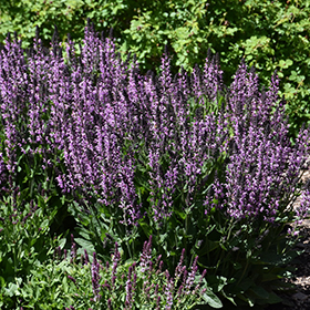 Plant Photo 7