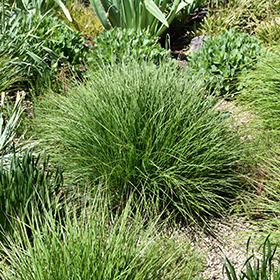 Plant Photo 1