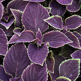 Plant Photo 3