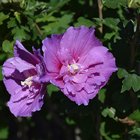 Plant Photo 5