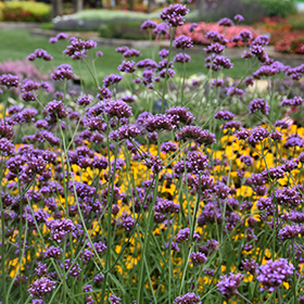 Plant Photo 7