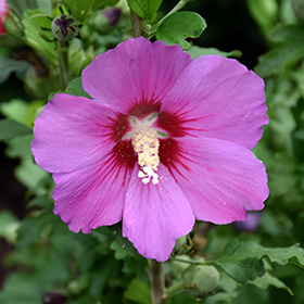 Plant Photo 5