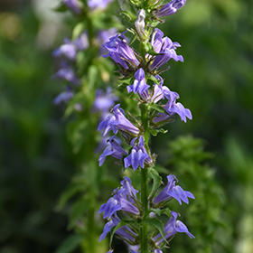 Plant Photo 10