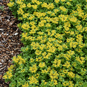 Plant Photo 8