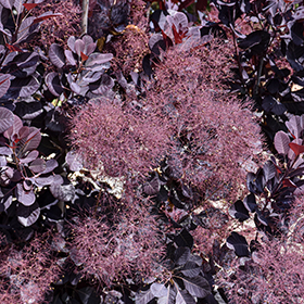 Plant Photo 10