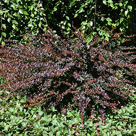 Plant Photo 5