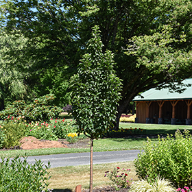 Plant Photo 5