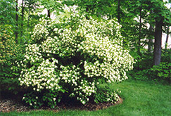 Arrowwood (Viburnum dentatum) at Sargent's Nursery