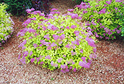 Goldmound Spirea (Spiraea japonica 'Goldmound') at Sargent's Nursery