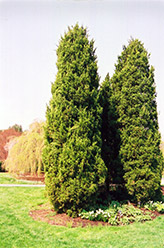Eastern Redcedar (Juniperus virginiana) at Sargent's Nursery