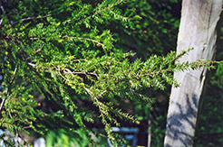 Canadian Hemlock (Tsuga canadensis) at Sargent's Nursery