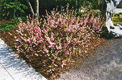 Double Pink Flowering Almond (Prunus glandulosa 'Rosea Plena') at Sargent's Nursery