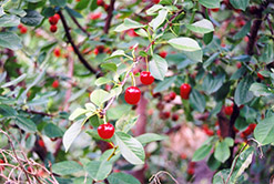 English Morello Cherry (Prunus 'English Morello') at Sargent's Nursery