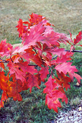 Red Oak (Quercus rubra) at Sargent's Nursery