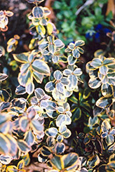 Canadale Gold Wintercreeper (Euonymus fortunei 'Canadale Gold') at Sargent's Nursery