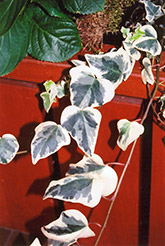 Variegated English Ivy (Hedera helix 'Variegata') at Sargent's Nursery