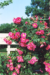 William Baffin Rose (Rosa 'William Baffin') at Sargent's Nursery