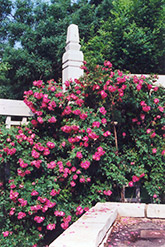 William Baffin Rose (Rosa 'William Baffin') at Sargent's Nursery