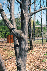 American Hornbeam (Carpinus caroliniana) at Sargent's Nursery