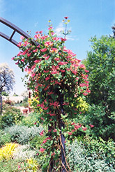 Goldflame Honeysuckle (Lonicera x heckrottii) at Sargent's Nursery