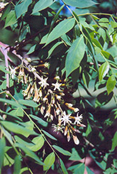 Kentucky Coffeetree (Gymnocladus dioicus) at Sargent's Nursery