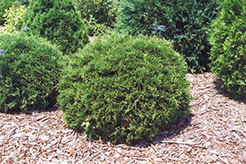 Hetz Midget Arborvitae (Thuja occidentalis 'Hetz Midget') at Sargent's Nursery