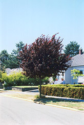 Newport Plum (Prunus cerasifera 'Newport') at Sargent's Nursery